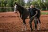 Kings Farm Horse Riding School