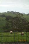 Agroturismo Morella Farm