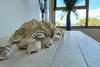 Lovely Browns Bay 4br Home Sea View Steps To Beach