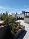 Mexico City Apartment Near Reforma