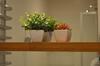 Rosa Apartamento Luxo Maria Ant�nia