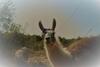 Agroturismo Loire Valley Llama Farm Stay