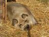 Apartamento "kleine L�ndliche Oase"