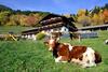 Bed & Breakfast Wegscheiderhof