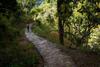 Livingstone Camping Site, Bhimtal