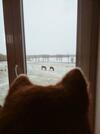 Hostal San Horses The Family