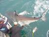 Gansbaai Lodge & Backpackers