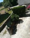 Marela