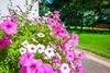 Bed & Breakfast Willa Boconek - Zator Przecisz�w