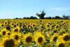 Bed & Breakfast Le Moulin De Lusseau