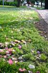 Bed & Breakfast Midrand Wild Goose Guest House