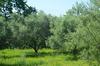 Apartamento Socrates Organic Village - Wild Olive