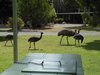 Hotel Grampians View Cottages And Units