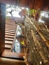 Apartamento La Casa Del Arbol