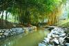 Hotel Bamboo Creek Resort