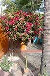 Hostal Leo's Baja Oasis